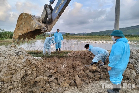 Tăng cường phòng chống 3 loại dịch bệnh nguy hiểm trên đàn vật nuôi