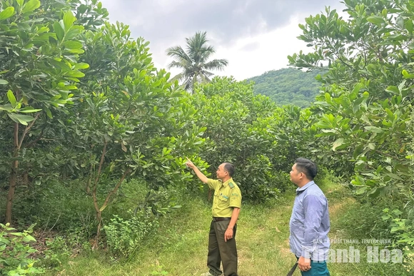 Lợi ích kép từ chi trả&nbsp;dịch vụ môi trường rừng