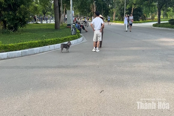 Phạt tới 2 triệu đồng, vẫn còn tình trạng chó thả rông không rọ mõm