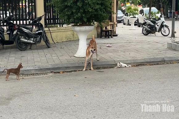 Chó thả rông không rọ mõm - tiềm ẩn nguy cơ mất an toàn