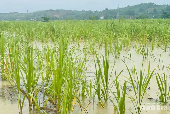 Toàn tỉnh còn hơn 148,1ha sản xuất nông nghiệp bị ngập