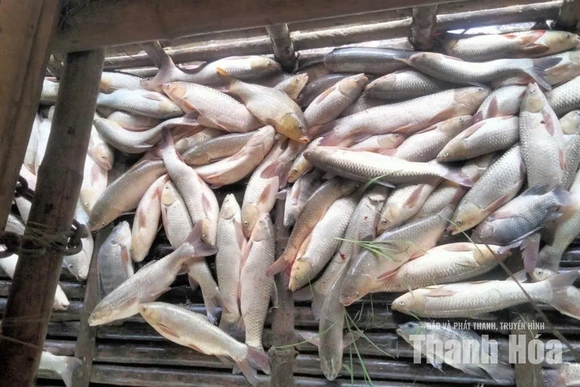 Xác minh thông tin cá chết phía hạ lưu Nhà máy Thủy điện Cẩm Thủy 1