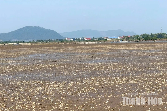 Người nuôi “trắng tay” vì ngao chết hàng loạt