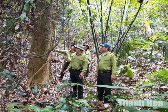 Vượt khó bám rừng, giữ màu xanh đại ngàn