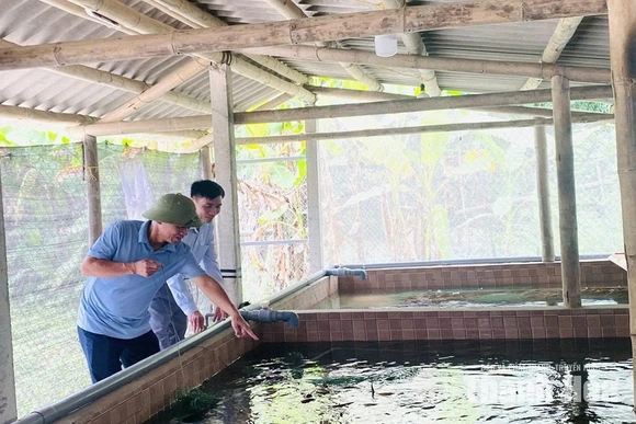 Nuôi lươn không bùn - mô hình giảm nghèo tại Tân Thành