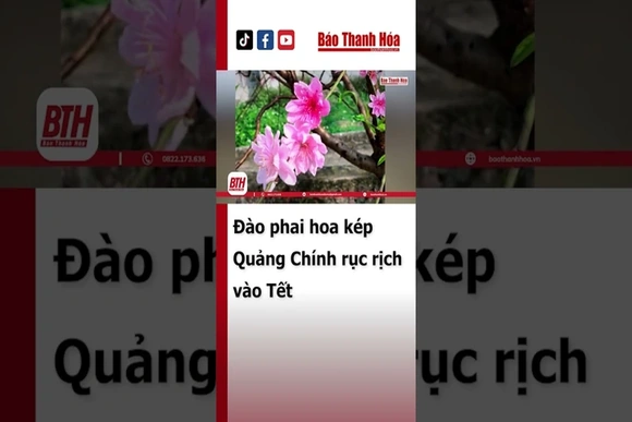 Đào gì mà to bằng miệng chén uống trà? | Báo Thanh Hóa