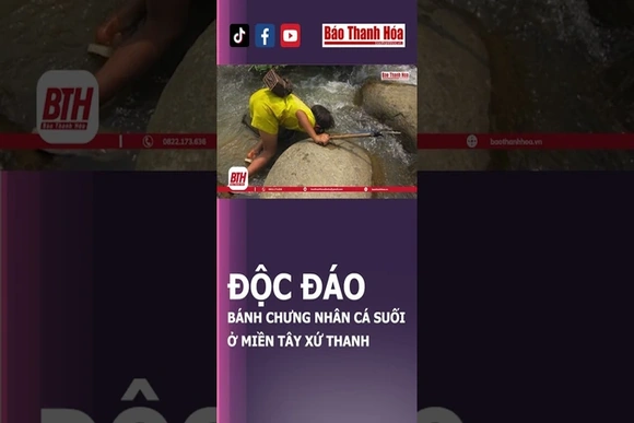 Độc đáo bánh chưng nhân cá suối ở miền Tây xứ Thanh | Báo Thanh Hóa