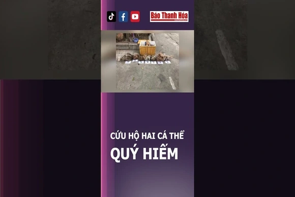 Cứu hộ hai cá thể tê tê vàng quý hiếm | Báo Thanh Hóa
