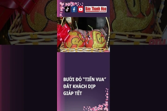 BƯỞI ĐỎ “TIẾN VUA” ĐẮT KHÁCH DỊP GIÁP TẾT | Báo Thanh Hóa