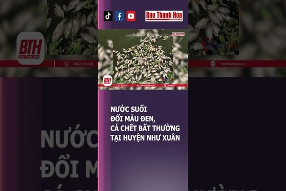 NƯỚC SUỐI ĐỔI MÀU ĐEN, CÁ C.H.Ế.T BẤT THƯỜNG TẠI HUYỆN NHƯ XUÂN | Báo Thanh Hóa