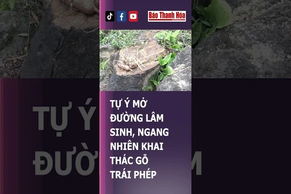 Mở đường, khai thác rừng khi chưa được phép | Báo Thanh Hóa