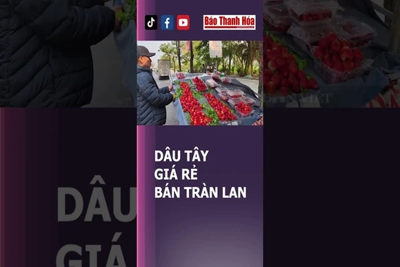 DÂU TÂY GIÁ RẺ BÁN TRÀN LAN | Báo Thanh Hóa