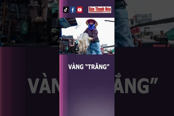 Mùa “vàng trắng” | Báo Thanh Hóa