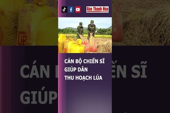 CÁN BỘ CHIẾN SĨ GIÚP DÂN THU HOẠCH LÚA | Báo Thanh Hóa