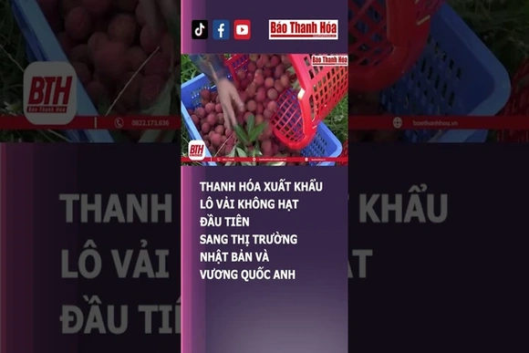 THANH HÓA XUẤT KHẨU LÔ VẢI KHÔNG HẠT ĐẦU TIÊN SANG THỊ TRƯỜNG NHẬT BẢN VÀ VƯƠNG QUỐC ANH
