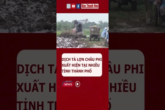 Đến nay đã có 44 tỉnh, thành phố xuất hiện dịch tả lợn châu Phi #dichtalon #talonchauphi #thitlon