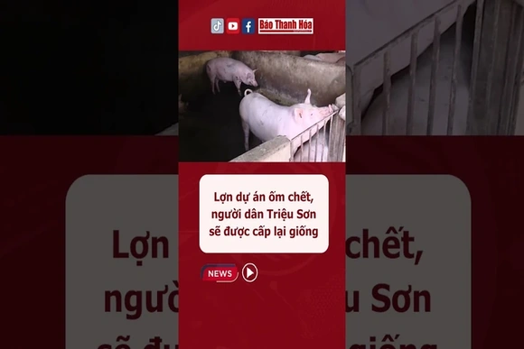 Lợn dự án ốm chết, người dân Triệu Sơn sẽ được cấp lại giống