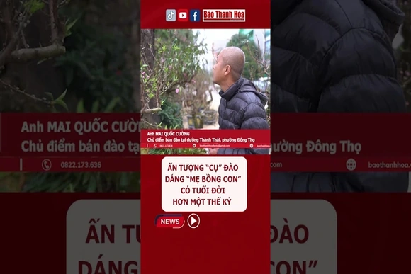 Điểm đặc biệt của cây đào này là dáng “mẫu tử”, hay còn gọi là dáng “mẹ bồng con”