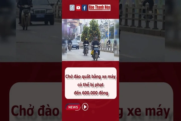 Chở đào, quất bằng xe máy có thể bị phạt đến 600k