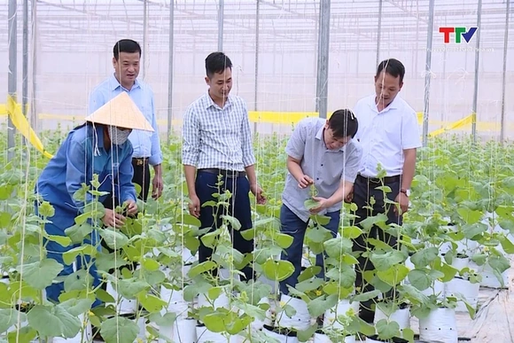 Hiệu quả từ tích tụ đất đai sản xuất nông nghiệp quy mô lớn, công nghệ cao