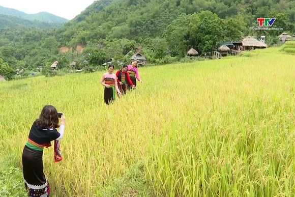 Sản phẩm du lịch ruộng bậc thang miền núi Thanh Hoá hấp dẫn du khách mùa lúa chín