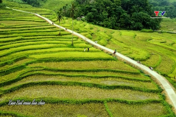 Bản Bút mùa lúa chín