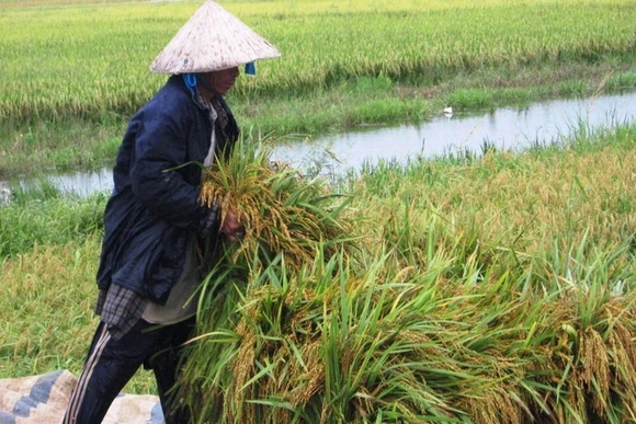 Khẩn trương chỉ đạo thu hoạch cây trồng vụ Thu mùa để ứng phó với bão