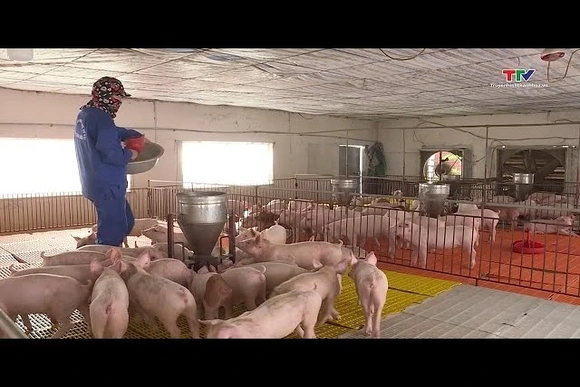 Giá lợn hơi tăng lên mức 70.000 đồng/kg