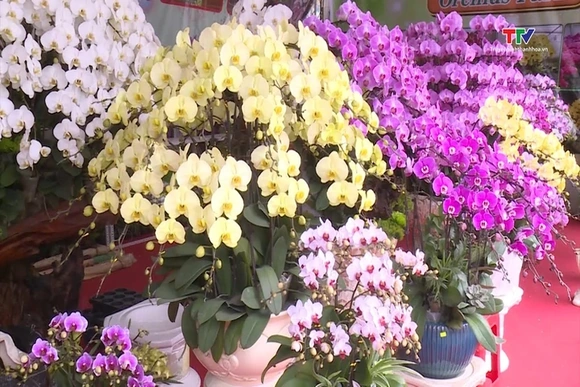 Thành phố Thanh Hóa rộn ràng sắc xuân