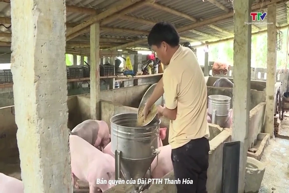 Giá lợn hơi liên tục tăng cao