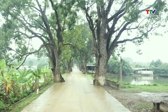 Triệu Sơn gìn giữ, phát huy hàng cây di sản