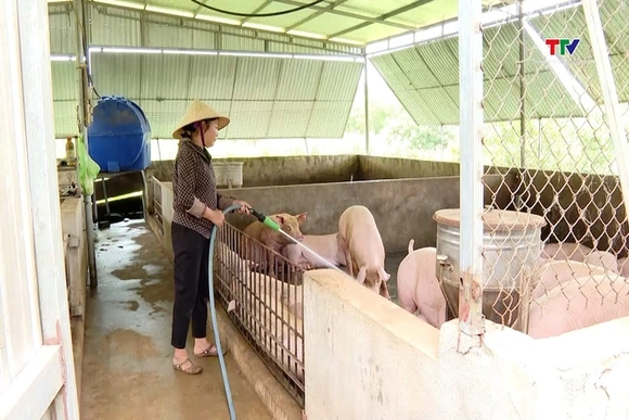 Giá lợn hơi tăng cao