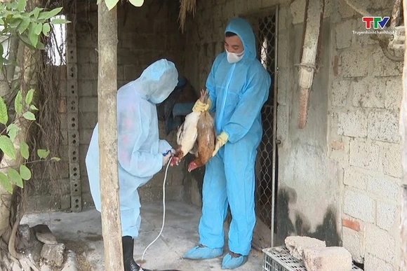 Công điện về việc tập trung triển khai các giải pháp phòng, chống dịch bệnh gia súc, gia cầm trên đị