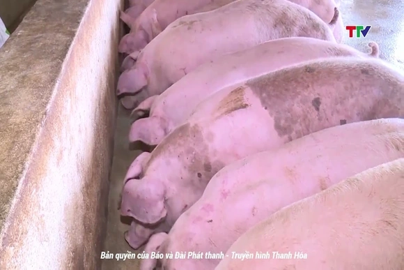 Giá lợn hơi đồng loạt giảm cả 3 miền