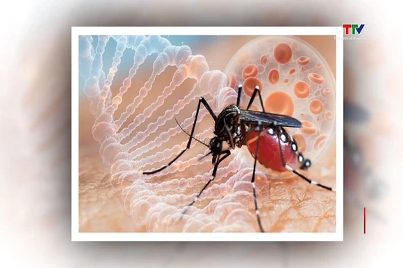Bộ Y tế cảnh báo nguy cơ dịch Chikungunya xâm nhập