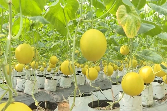 Ứng dụng công nghệ trong chuỗi cung ứng nông sản an toàn