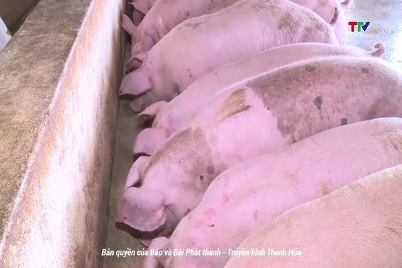 Giá lợn hơi giảm sâu