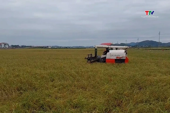 Xã Hà Long: Tập trung thu hoạch lúa nếp cái hoa vàng