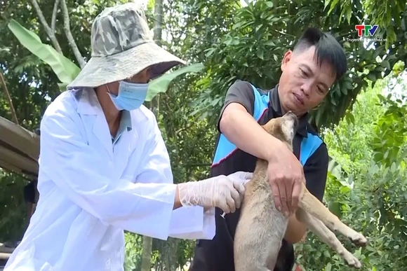 Phấn đấu loại trừ hoàn toàn bệnh dại ở người