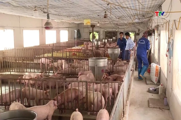 Giá lợn hơi giảm thấp nhất trong vòng 5 năm