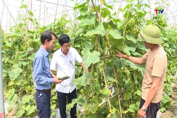 Thanh Hóa xây dựng được 1.478 chuỗi liên kết trong trồng trọt