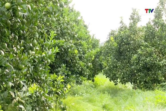 Hỗ trợ trên 42 tỉ đồng phát triển sản xuất cây ăn quả tập trung