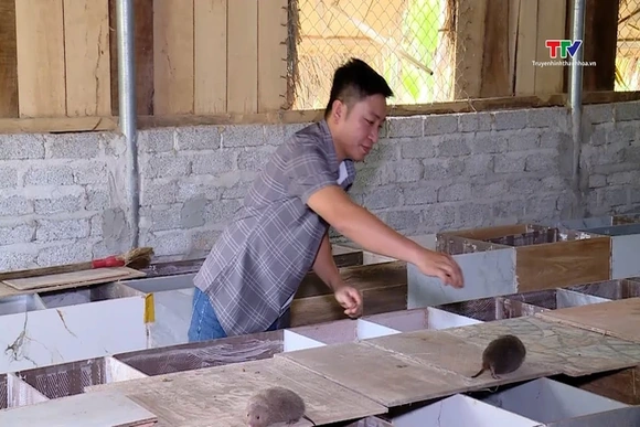 Hiệu quả từ mô hình nuôi dúi thuần chủng bản địa