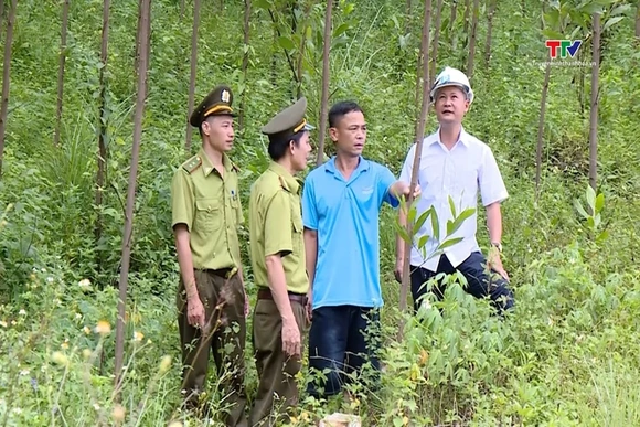 Phát triển rừng gỗ lớn gắn với chuỗi liên kết sản xuất - chế biến - xuất khẩu