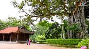 Cây “2 trong 1” tồn tại suốt trăm năm ở Lam Kinh