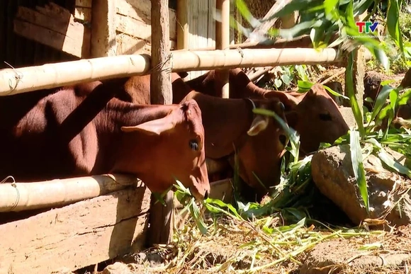 Thanh Hóa: Chăn nuôi trâu bò giảm mạnh