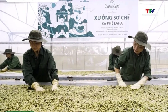 Thuế cà phê Mỹ về 0%: Cơ hội bứt phá cho xuất khẩu Việt