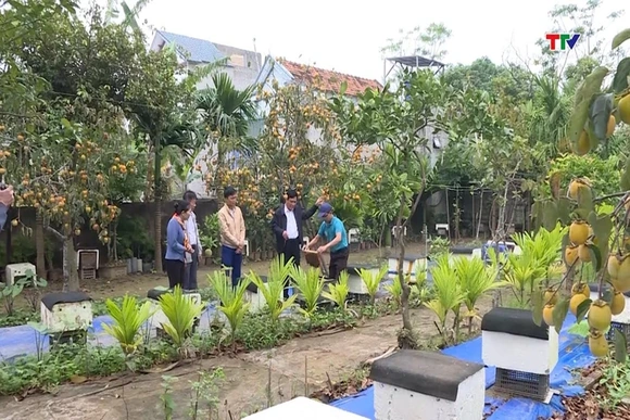 Đa dạng các mô hình vườn, trại tham dự cuộc thi  