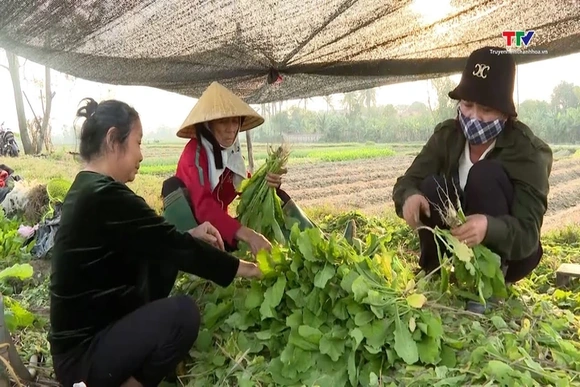 Nông dân xã Quảng Bình thu hoạch cây rau màu vụ Đông