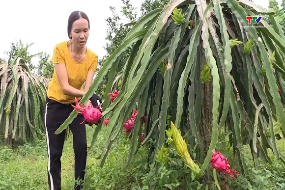 Hỗ trợ hơn 42 tỷ đồng phát triển sản xuất cây ăn quả tập trung